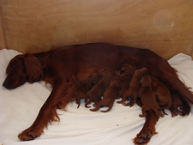 De la vallée de cléry - Fynlande maman de 9 bébés