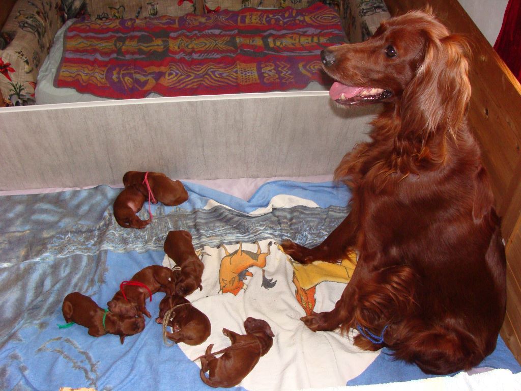 Naissance des chiots de Lune